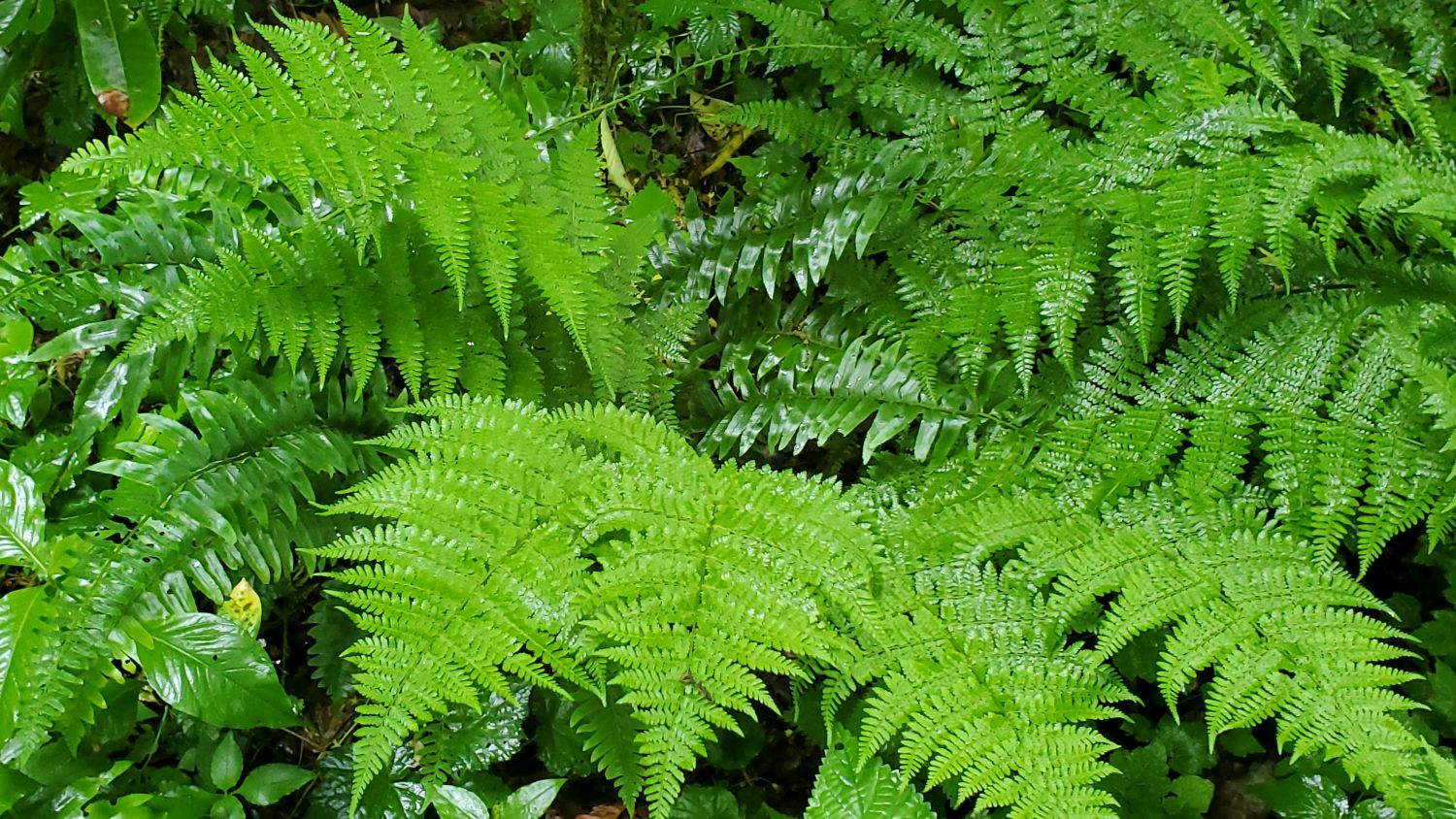 Porters Creek to Fern Falls 